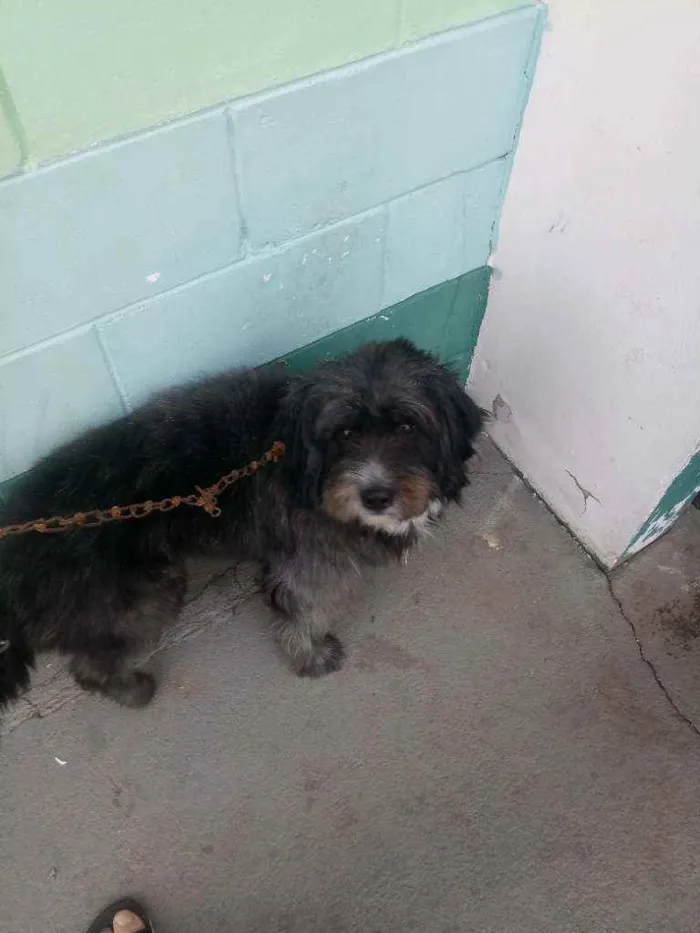 Cachorro ra a Pastor catalão idade 5 anos nome Matias