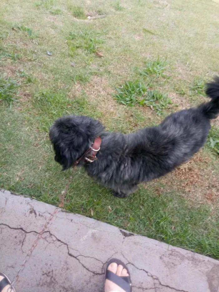 Cachorro ra a Pastor catalão idade 5 anos nome Matias