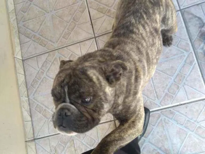 Cachorro ra a Bulldog francês idade 3 anos nome Gaúcho