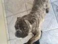 Gaúcho