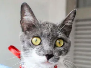 Gato raça Sdr idade 7 a 11 meses nome Felicia 