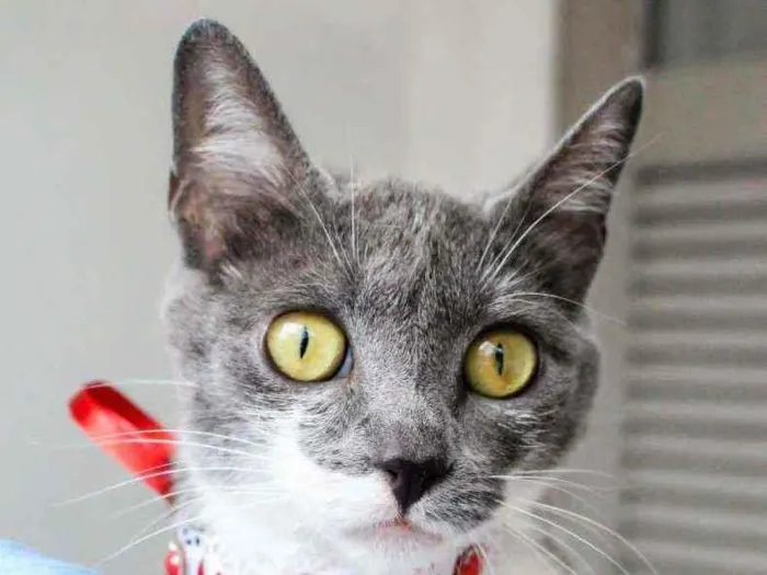 Gato ra a Sdr idade 7 a 11 meses nome Felicia 