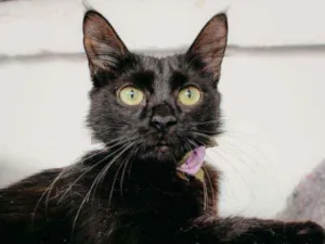 Gato raça Sdr idade 7 a 11 meses nome Pétala 