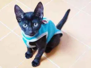 Gato raça Srd idade 2 a 6 meses nome Olívia
