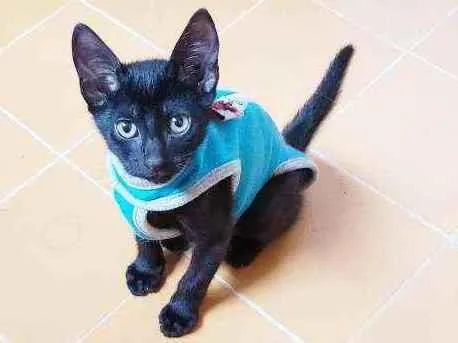 Gato raça Srd idade 2 a 6 meses nome Olívia