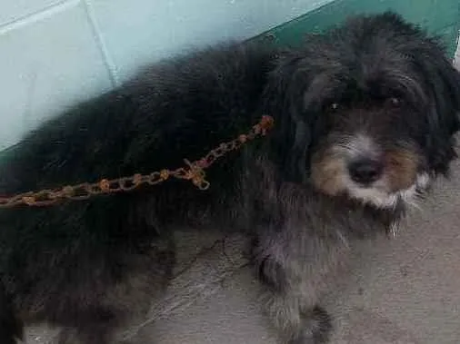 Cachorro ra a Pastor catalão idade 5 anos nome Matias