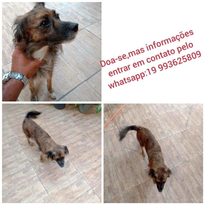 Cachorro ra a Vira Lata idade 5 anos nome LILI