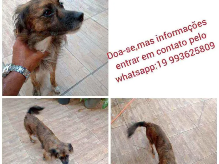 Cachorro ra a Vira Lata idade 5 anos nome LILI