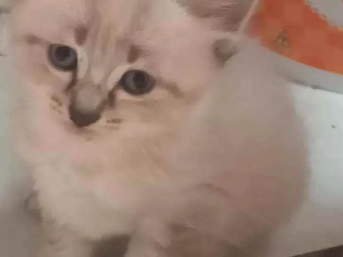 Gato ra a Não sei idade Abaixo de 2 meses nome Gatos