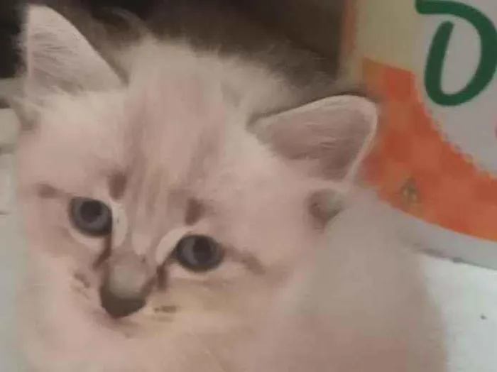 Gato ra a Não sei idade Abaixo de 2 meses nome Gatos