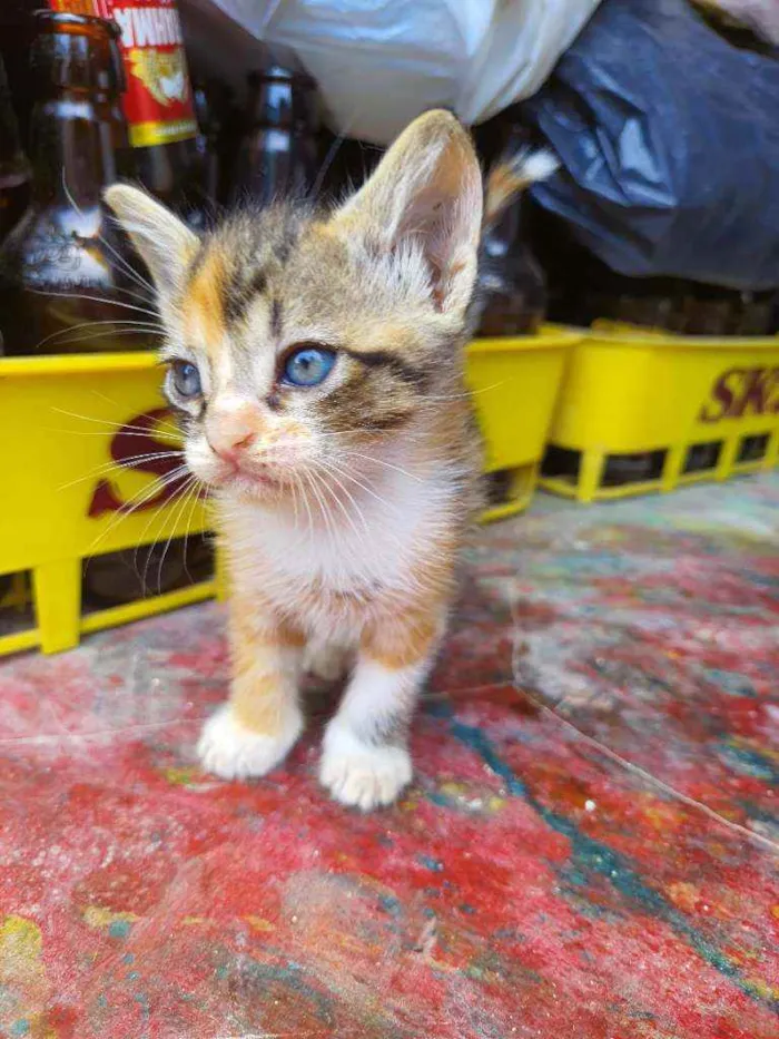 Gato ra a Vira lata idade Abaixo de 2 meses nome Pompom