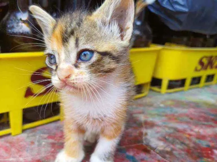 Gato ra a Vira lata idade Abaixo de 2 meses nome Pompom