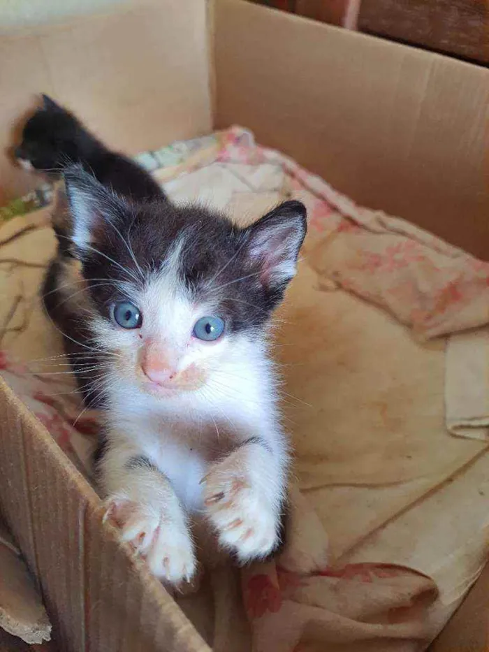 Gato ra a Vira lata idade Abaixo de 2 meses nome Frajola