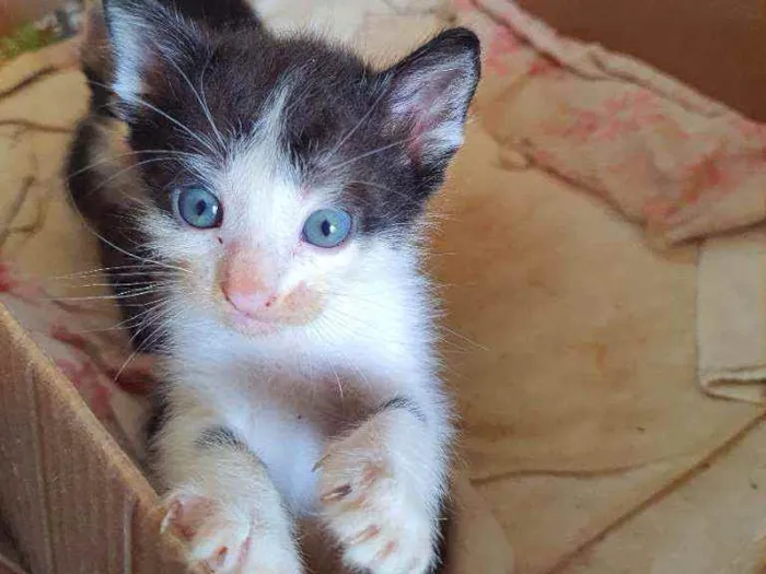 Gato ra a Vira lata idade Abaixo de 2 meses nome Frajola