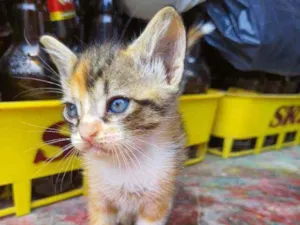 Gato raça Vira lata idade Abaixo de 2 meses nome Pompom