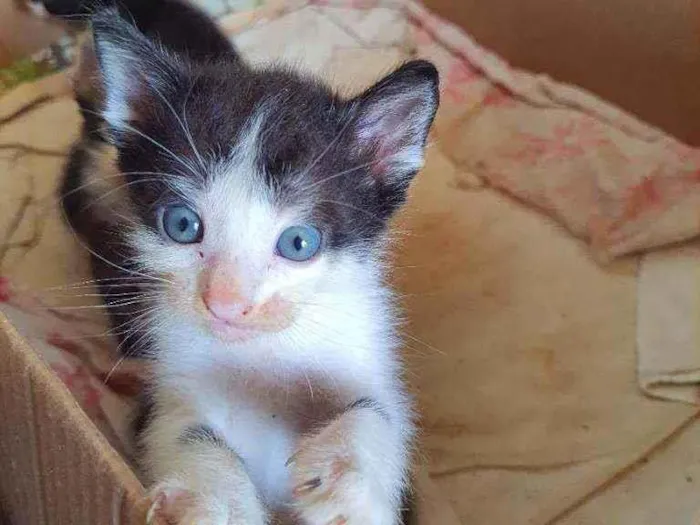 Gato ra a Vira lata idade Abaixo de 2 meses nome Frajola