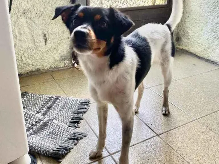 Cachorro ra a misturado com paulistinha idade 1 ano nome Zeca