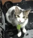 Juju