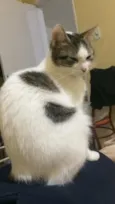 Juju