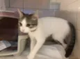 Juju