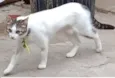 Juju