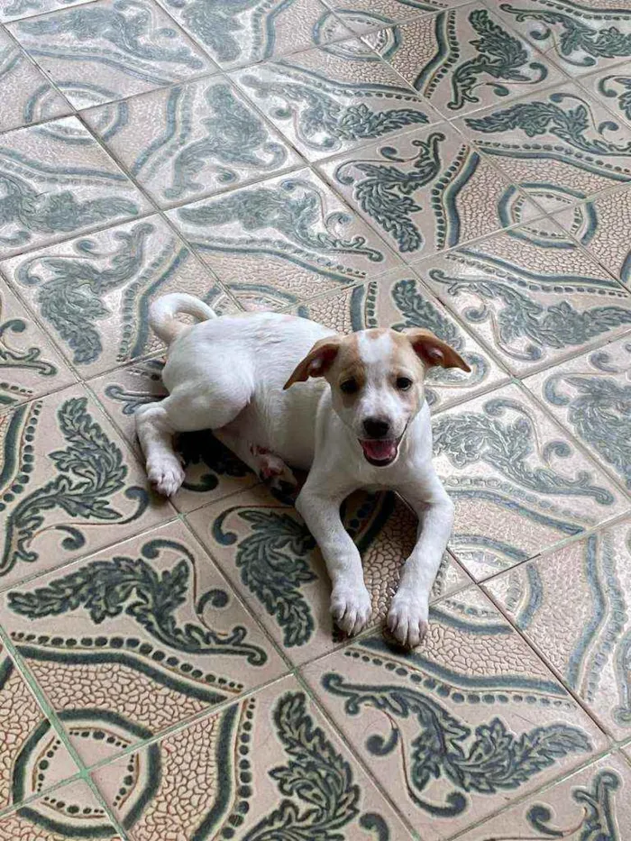 Cachorro ra a SRD idade 2 a 6 meses nome Ayla