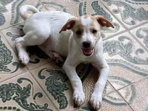 Cachorro raça SRD idade 2 a 6 meses nome Ayla