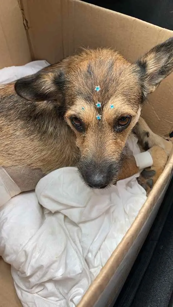 Cachorro ra a Sem raça  idade 1 ano nome Fofa ??
