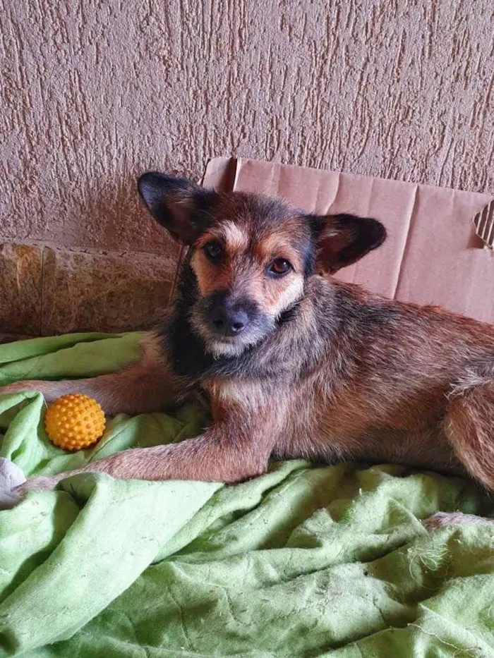 Cachorro ra a Sem raça  idade 1 ano nome Fofa ??