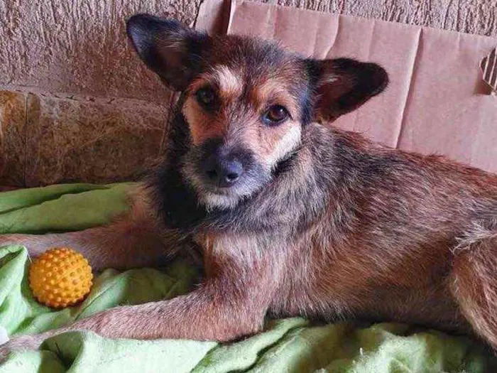 Cachorro ra a Sem raça  idade 1 ano nome Fofa ??