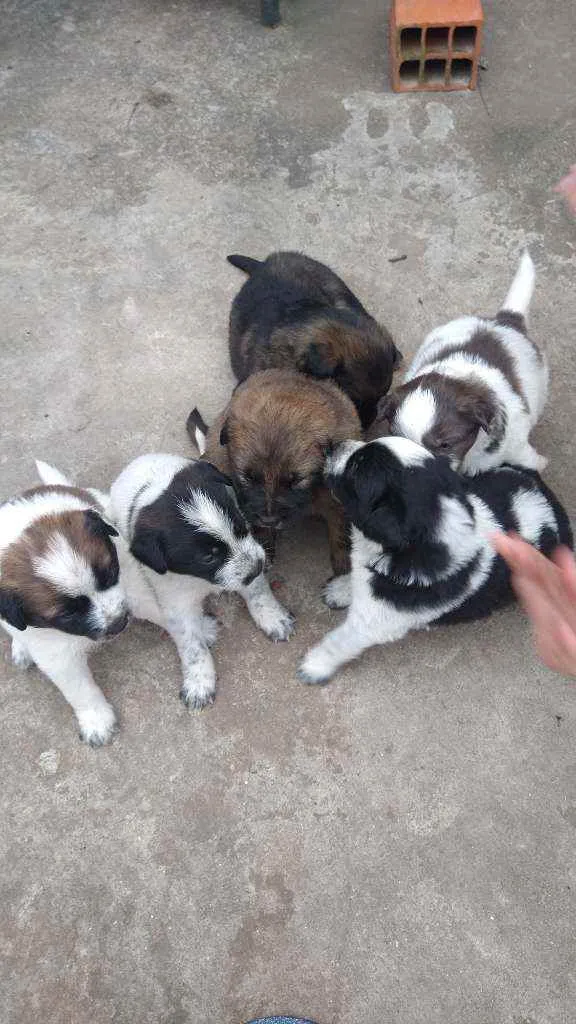 Cachorro ra a vira lata idade Abaixo de 2 meses nome Sem nomes