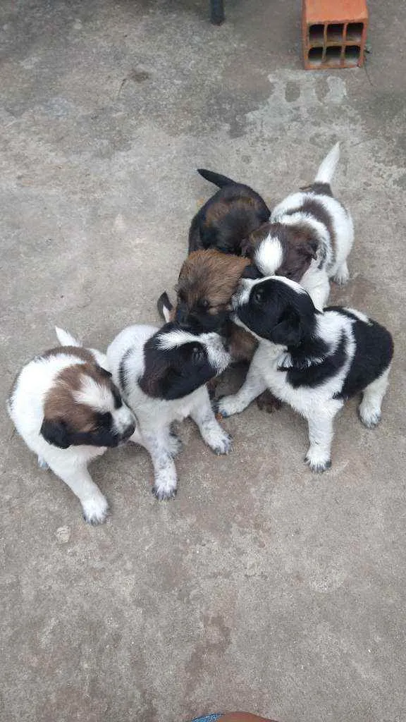 Cachorro ra a vira lata idade Abaixo de 2 meses nome Sem nomes