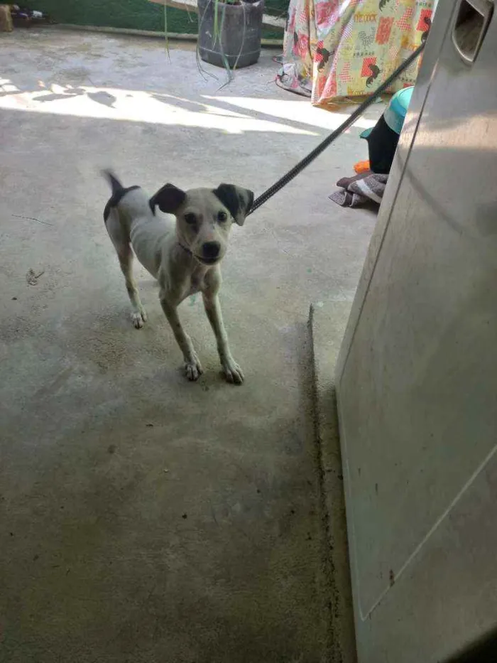 Cachorro ra a Vira lata idade 2 a 6 meses nome Dulce