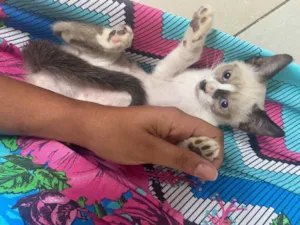 Gato raça Srd idade Abaixo de 2 meses nome Filhotes pra adoção 