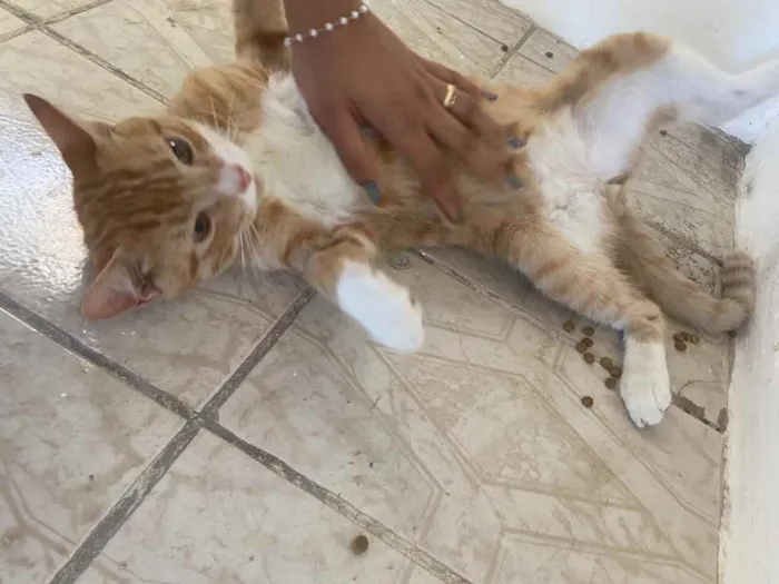 Gato raça Srd idade Abaixo de 2 meses nome Filhotes pra adoção 