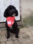 Cachorro raça Poodle  idade 2 anos nome Rob 