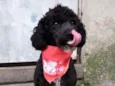 Cachorro raça Poodle  idade 2 anos nome Rob 