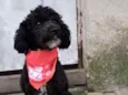 Cachorro raça Poodle  idade 2 anos nome Rob 
