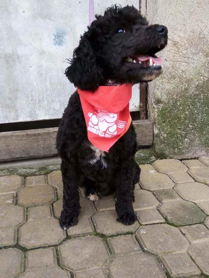 Cachorro raça Poodle  idade 2 anos nome Rob 