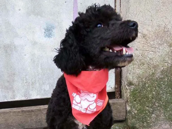 Cachorro raça Poodle  idade 2 anos nome Rob 
