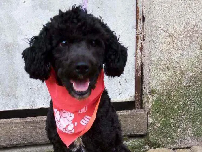 Cachorro raça Poodle  idade 2 anos nome Rob 
