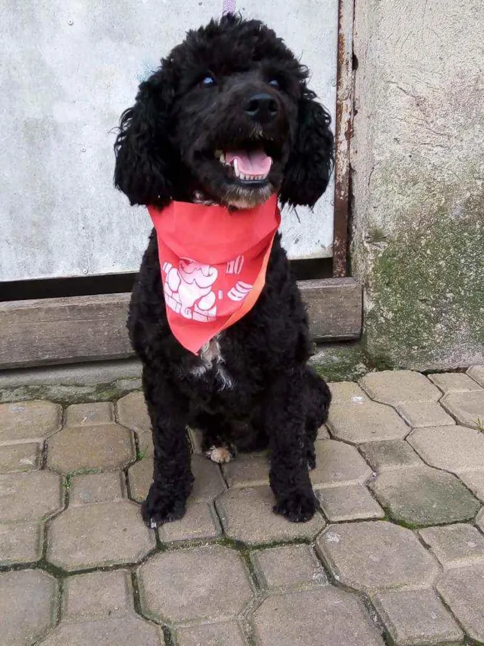 Cachorro raça Poodle  idade 2 anos nome Rob 