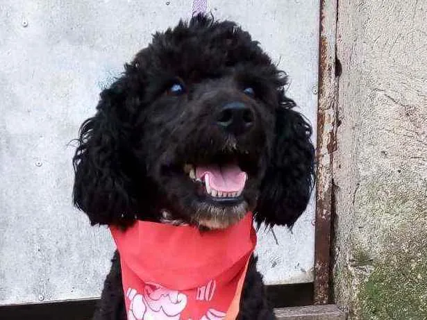 Cachorro raça Poodle  idade 2 anos nome Rob 