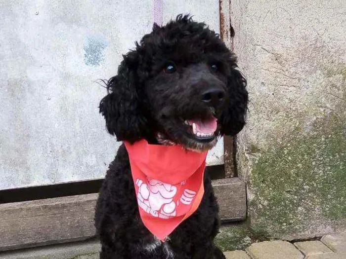 Cachorro raça Poodle  idade 2 anos nome Rob 