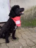 Cachorro raça Poodle  idade 2 anos nome Rob 