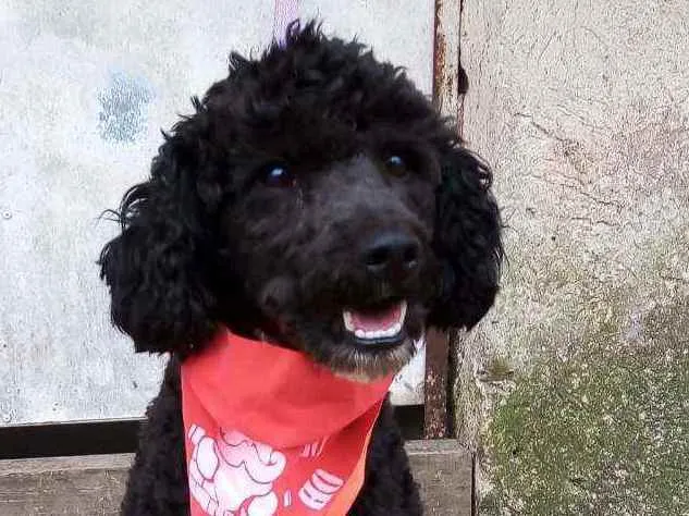 Cachorro raça Poodle  idade 2 anos nome Rob 