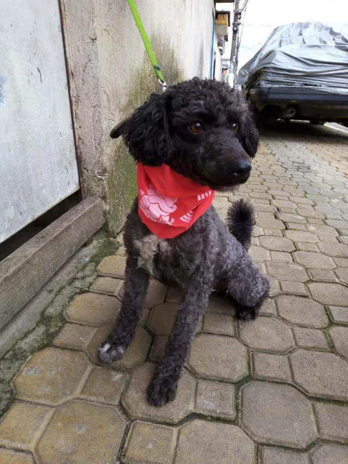 Cachorro raça Poodle  idade 2 anos nome Tob 