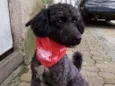 Cachorro raça Poodle  idade 2 anos nome Tob 
