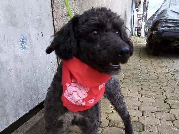 Cachorro raça Poodle  idade 2 anos nome Tob 