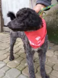 Cachorro raça Poodle  idade 2 anos nome Tob 